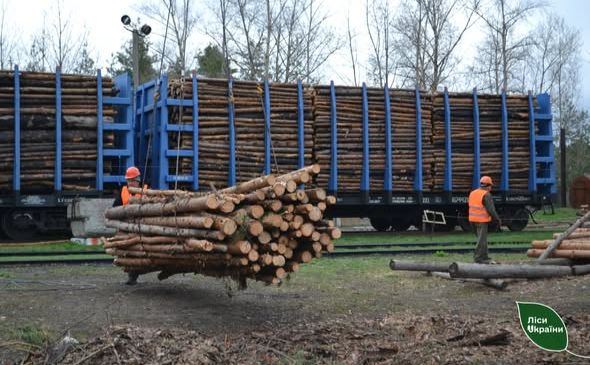 Слобожанський лісовий офіс продовжує забезпечувати військо деревиною