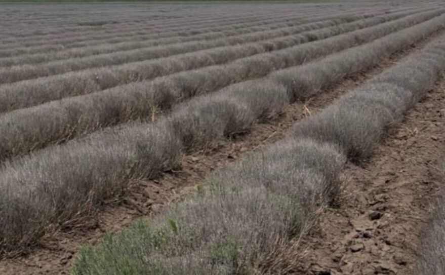 Найбільше лавандове поле України загинуло через морози