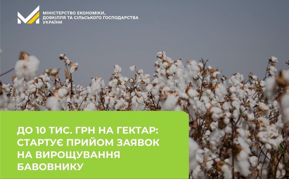 Україна відроджує вирощування бавовнику
