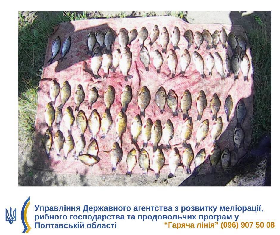 Золоті карасі стали справді «золотими» для браконьєра з Кобеляк