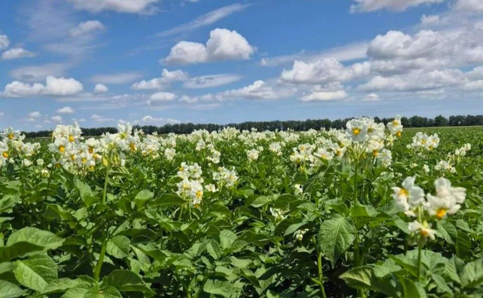 На півдні завершили збір ранньої картоплі