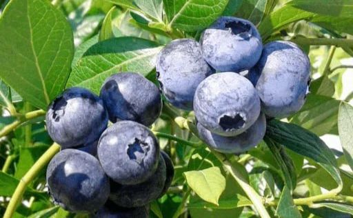 В Україні знижуються ціни на лохину