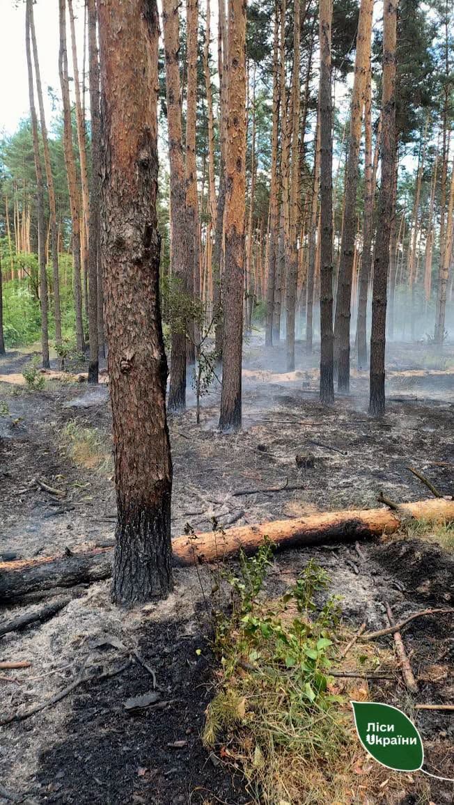 Через ворожий дрон на Полтавщині знищено майже 1 га лісу