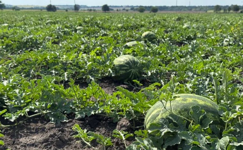 На Херсонщині стартував сезон збирання кавунів