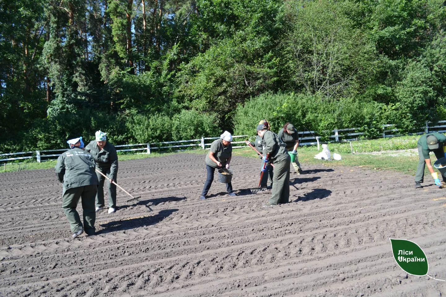 Для майбутніх лісів на Полтавщині планують виростити два мільйони сіянців берези