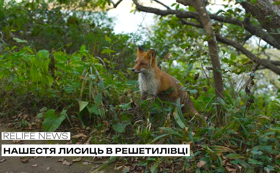 Лисиці дошкуляють жителям приватних будинків у Решетилівці