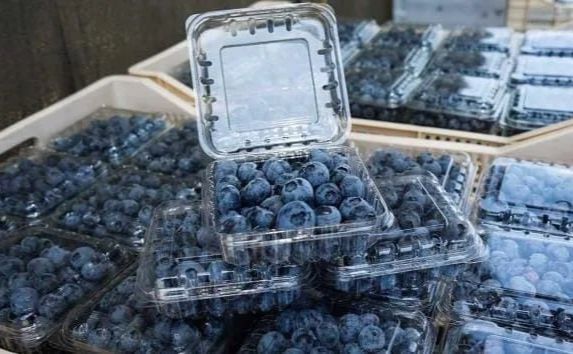 В Україні почали зростати ціни на лохину