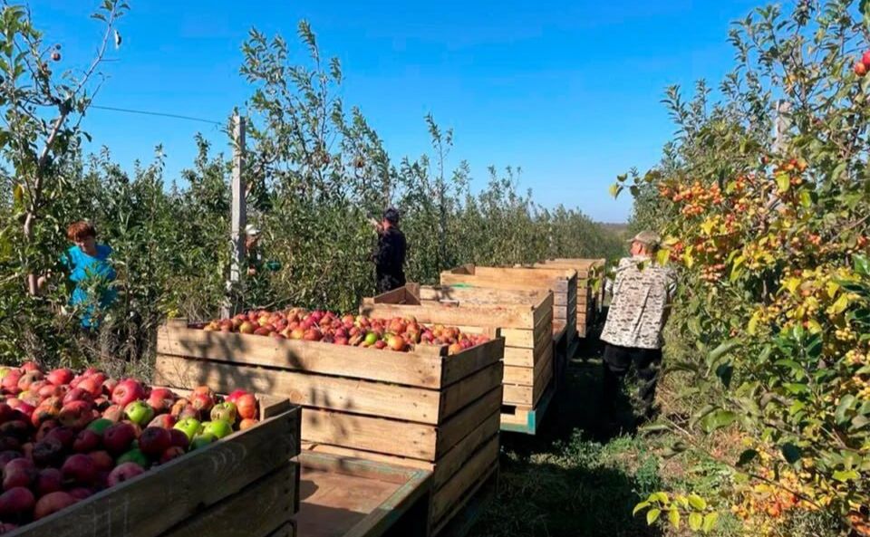 Українським садівникам не вистачає працівників