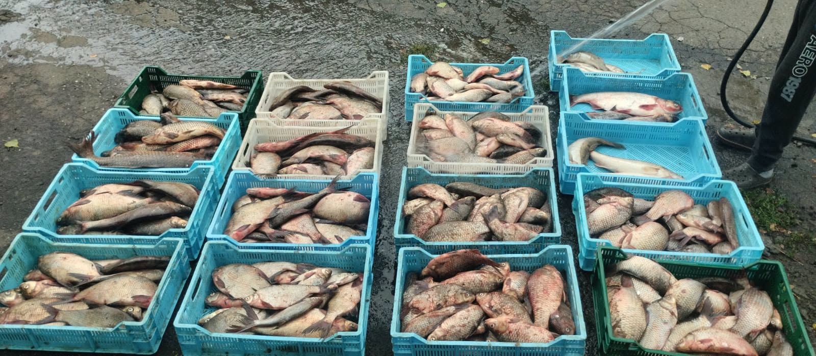 Рибалка на 1,5 мільйона: у Святилівці затримали браконьєрів