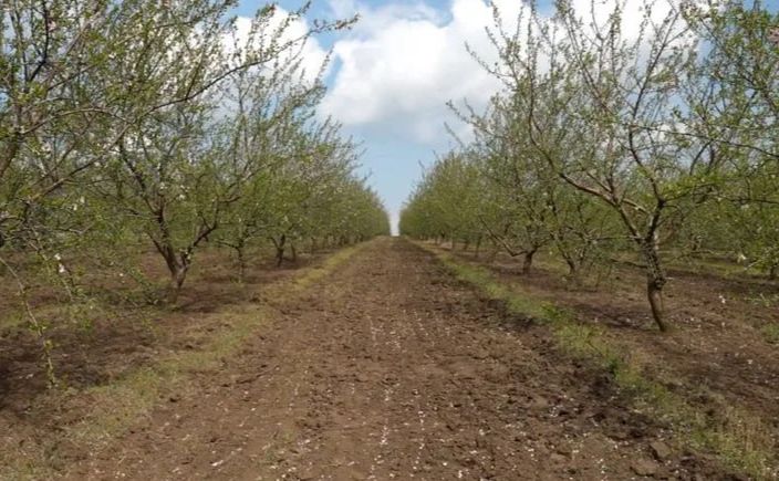 В Україні випробовують мигдаль для промислового вирощування