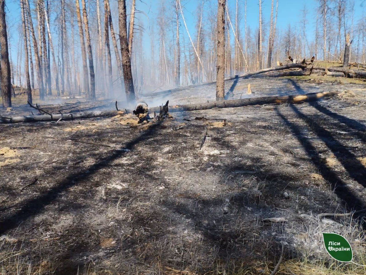 На Полтавщині ворожі безпілотники спричинили загоряння лісу на загальній площі 7,73 га