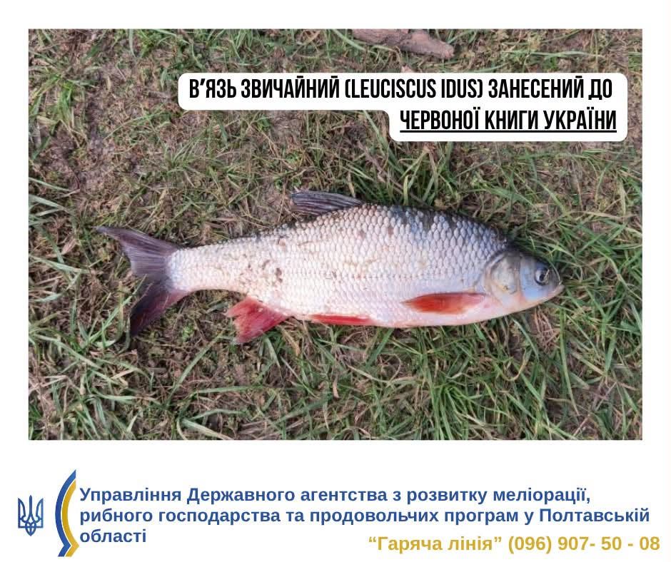 На Кам’янському водосховищі затримали рибалок із сітками