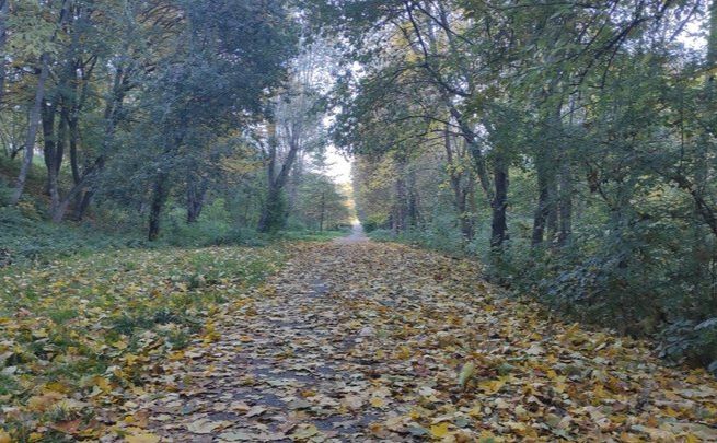 У середу опадів не прогнозують